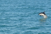 Nouvelle Zélande - Ile du sud - Jour 28 - Kaikoura & Whales watching - 045