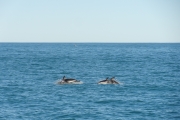 Nouvelle Zélande - Ile du sud - Jour 28 - Kaikoura & Whales watching - 046