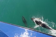 Nouvelle Zélande - Ile du sud - Jour 28 - Kaikoura & Whales watching - 047