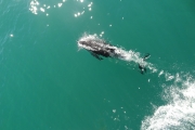 Nouvelle Zélande - Ile du sud - Jour 28 - Kaikoura & Whales watching - 048