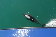 Nouvelle Zélande - Ile du sud - Jour 28 - Kaikoura & Whales watching - 049