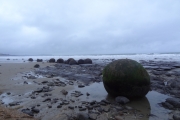 Nouvelle Zélande - Ile du sud - Jour 35 - Oamaru, Moeraki boulders & manchots - 065