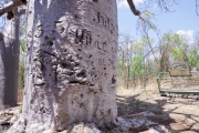 Cet arbre a été gravé par un des premiers explorateurs anglais restés à cet endroit pendant 9 mois. Date d'arrivée et date de départ, sur un Baobab