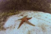 Une énorme étoile de mer 
Plongée à Canal Rocks vers Yallingup