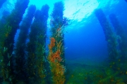Plongée sous la jetée de Busselton