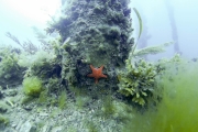 Une étoile de mer bien orange !
