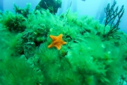 Une étoile de mer bien orange !