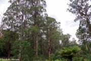 les forêts d'eucalyptus au nord de Melbourne