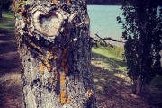 Le lac Eldon, un arbre avec un coeur naturel