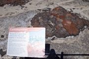 Les Stomatolites... alors je vous laisse chercher ce que c'est (https://fr.wikipedia.org/wiki/Stromatolithe)
Vous avez le panneaux explicatifs en anglais sur cette photo avec un des stromatolithe derrière... Mais c'est grâce à ces trucs là que la vie existe sur terre