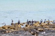 Des cormorans que j'ai pris de loin pour des pingouins...