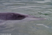 Une des femelles "grand dauphin" qui visite tous les jours ou presque la plage de Monkey Mia et le centre de recherche sur les dauphins