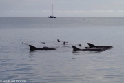 Quelques dauphins des 13 dauphins qui sont venus ce jour là sur la plage de Monkey Mia nous rendre visitent :)