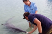Nicolas donne à manger à "Picollo", une femelle grand dauphin de 21 ans
