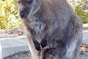Une petite wallaby et son Joey (son bébé) dans la poche :)