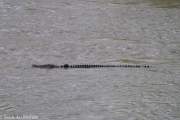 Un (pas gentil) crocodile d'estuaire, crocodile marin... qui peuvent faire jusqu'à 6 M... et sont agressifs.